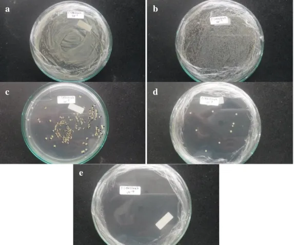 Gambar 4. Hasil  Uji  Bakteriostatik  Pada  Pengenceran  Media  Tanpa  Ekstrak  10 -1 –10 -9 