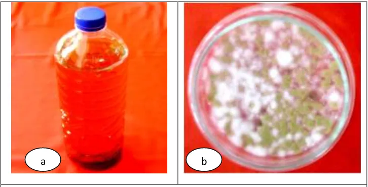 Gambar 1. Bioaktivator formulasi cair (a) dan populasi jamur 