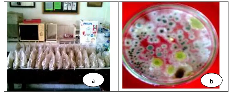Gambar 3. Bioaktifator formuasi serbuk (a) dan Populasi jamur Trichoderma. spp.pada medium PDA (b)