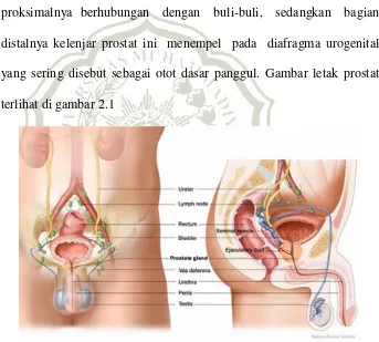 Gambar 2.1 Letak Anatomi Prostat  ( Hidayat, 2009 ) 