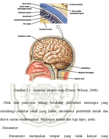 Gambar 2.1. Anatomi selaput otak (Prince, Wilson, 2006) 