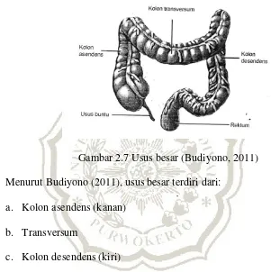 Gambar 2.7 Usus besar (Budiyono, 2011) 