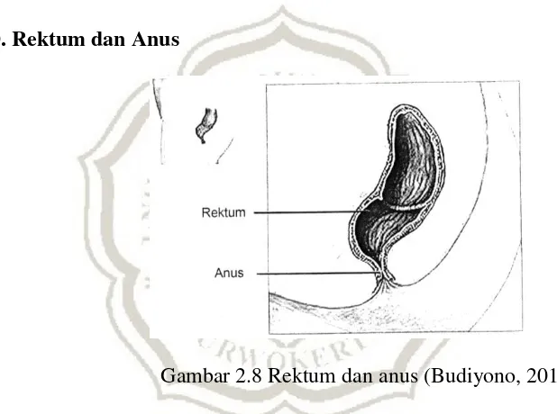 Gambar 2.8 Rektum dan anus (Budiyono, 2011) 