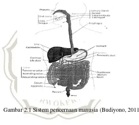 Gambar 2.1 Sistem pencernaan manusia (Budiyono, 2011) 