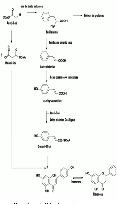 Gambar 4 Biosintesis senyawa flavonoid(Sudarma, 2009) 