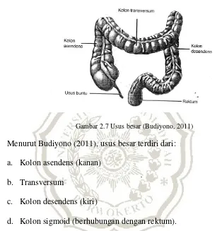Gambar 2.7 Usus besar (Budiyono, 2011) 