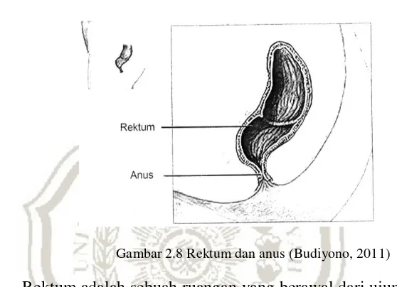Gambar 2.8 Rektum dan anus (Budiyono, 2011) 