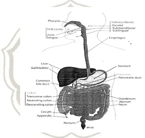 Gambar 2.1 Sistem pencernaan manusia (Budiyono, 2011) 