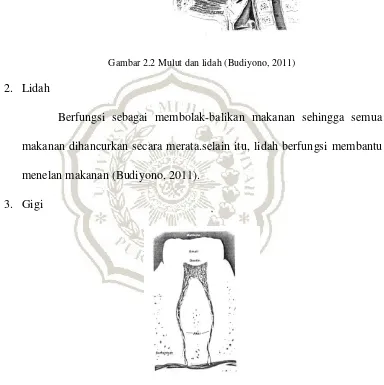 Gambar 2.2 Mulut dan lidah (Budiyono, 2011) 