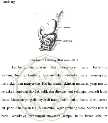 Gambar 2.5 Lambung (Budiyono, 2011) 