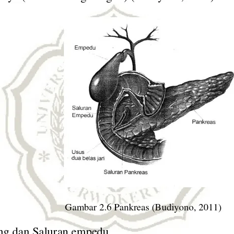 Gambar 2.6 Pankreas (Budiyono, 2011) 