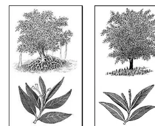 Gambar 12. Daur hidup pohon mangrove