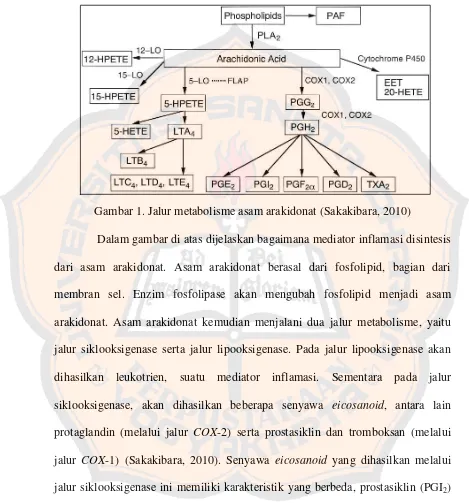 Gambar 1. Jalur metabolisme asam arakidonat (Sakakibara, 2010) 