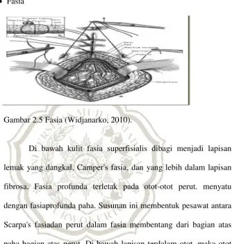 Gambar 2.5 Fasia (Widjanarko, 2010). 