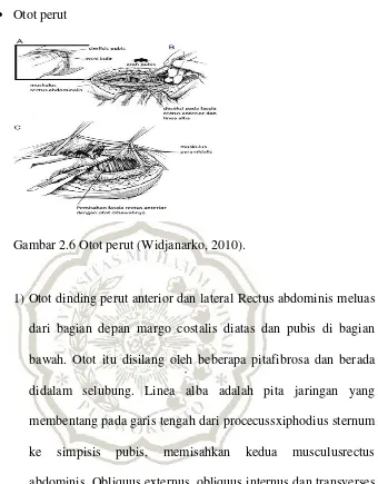 Gambar 2.6 Otot perut (Widjanarko, 2010). 