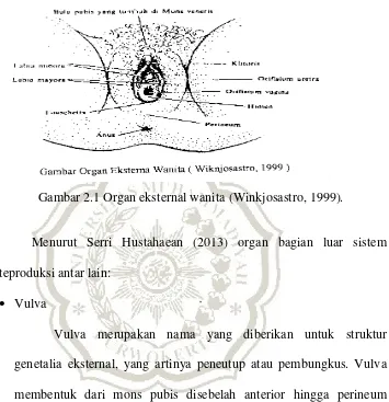 Gambar 2.1 Organ eksternal wanita (Winkjosastro, 1999). 