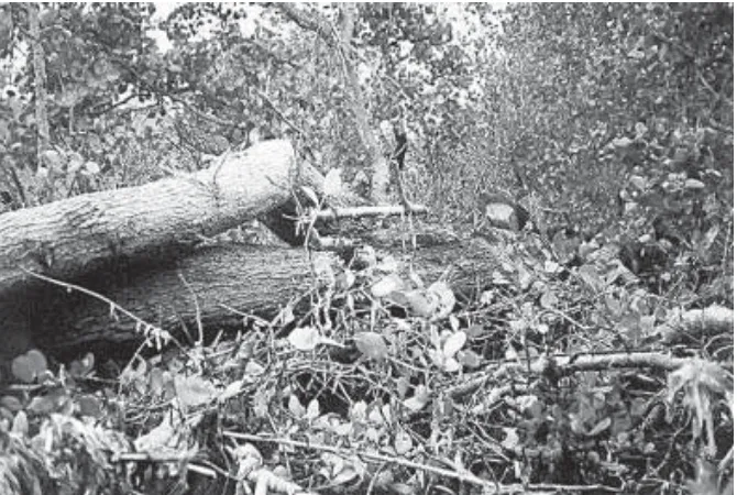 Gambar 10. Penebangan Bakau di Dusun III.(Foto: Ventje Semuel)