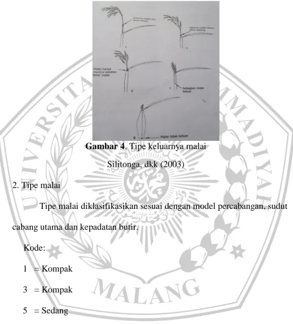 Gambar 4. Tipe keluarnya malai  Silitonga, dkk (2003)  2. Tipe malai  