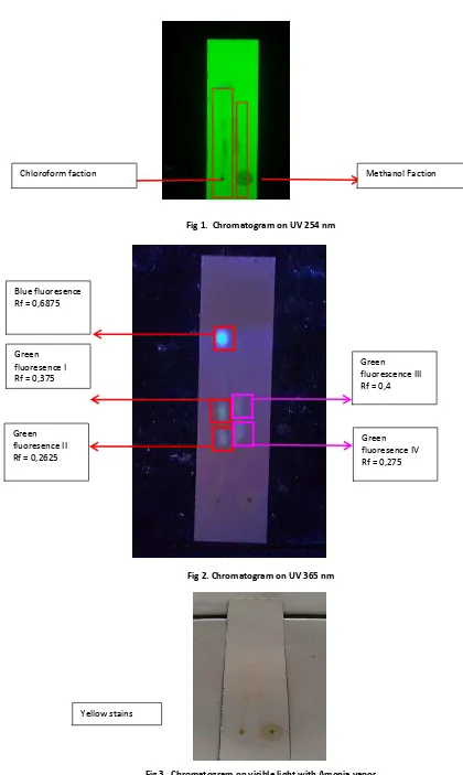 Fig 3.  Chromatogram on visible light with Amonia vapor 