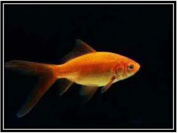 Gambar 2. Ikan Komet (http://www.zonaikan.com oleh Dian, 2014) 