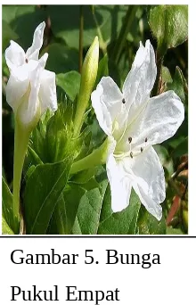 Gambar 4. Bunga 