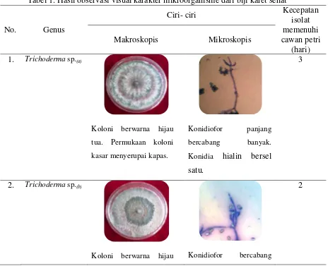 Tabel 1. Hasil observasi visual karakter mikroorganisme dari biji karet sehat 