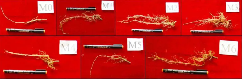 Gambar 3. Akar bibit tanaman karet 4 MST (M0: kontrol, M1: Trichoderma sp.(a), M2: Trichoderma sp.(b), M3: Aspergillus sp., M4: Rhizopus sp., M5: Isolat BBK(a), dan M6: Isolat BBK(b)) 