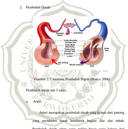 Gambar 2.3 Anatomi Pembuluh Darah (Pearce 2006) 