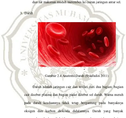 Gambar 2.4 Anatomi Darah (Syaifudin 2011) 