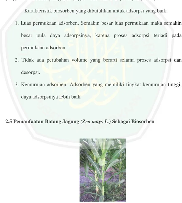 Gambar 2.1 Batang Jagung (Zea mays L.)
