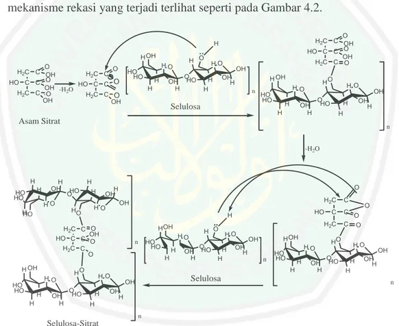 Gambar 4.2 Mekanisme reaksi antara Asam sitrat dengan Selulosa (Thank, 2009)  Berdasarkan  Gambar  4.2  menunjukkan  bahwa  adanya  gugus  hidroksil   (-OH)  pada  senyawa  selulosa  yang  berikatan  dengan  senyawa  asam  sitrat  yang  mana  selulosa  mem