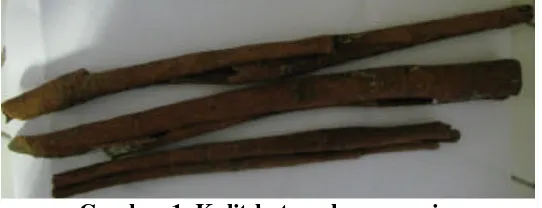 Gambar 1. Kulit batang kayu manis  