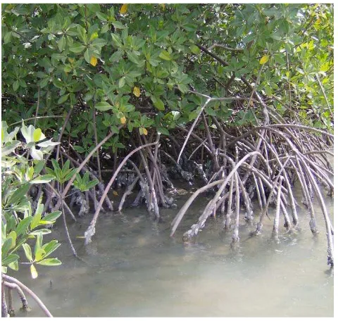 Figure 10. West African mangrove oysters Crassostrea tulipa setting intertidally on the prop roots of the Atlantic red mangrove, Rhizophora racemosa