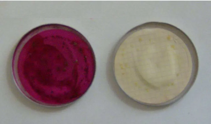 Figure 7.  Fecal Coliform (left) and Total Coliform (right) in waters from the Tanbi Estuary using the membrane filtration technique and appropriate media