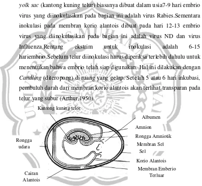 Gambar 4. Anatomi Telur Berembrio (Arthur, 1950) 