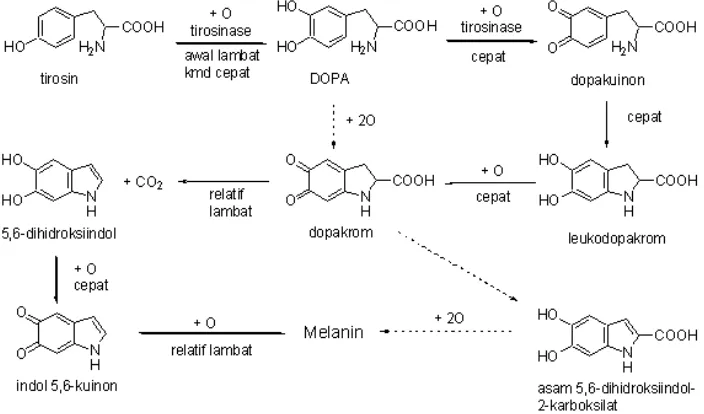Gambar 2.Skema reaksi terbentuknya melanin(Balsam dan Sagarin, 1972). 