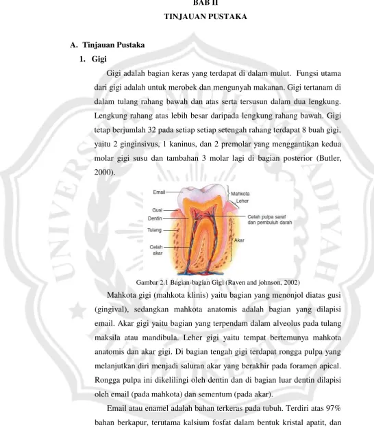 Gambar 2.1 Bagian-bagian Gigi (Raven and johnson, 2002)  