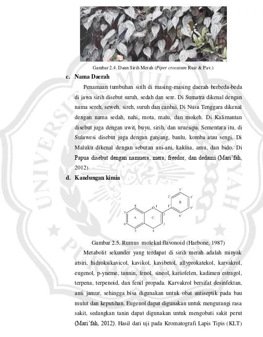 Gambar 2.4. Daun Sirih Merah (Piper crocatum Ruiz & Pav.)  