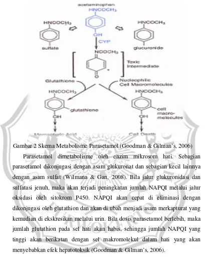 Gambar 2 Skema Metabolisme Parasetamol (Goodman & Gilman’s, 2006) 