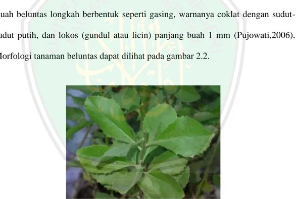 Gambar 2.2 Batang dan daun beluntas (Direktorat Jenderal Tanaman Pangan dan  Hortikultura,1994) 