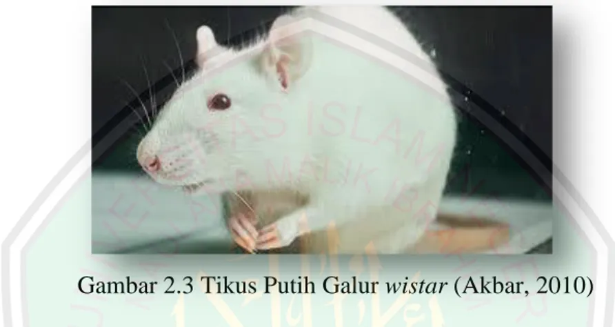 Gambar 2.3 Tikus Putih Galur wistar (Akbar, 2010) 