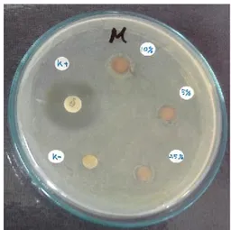 Gambar 1. Hasil uji antibakteri ekstrak metanol  kulit batang Lannea coromandelica (Houtt.)  Merr