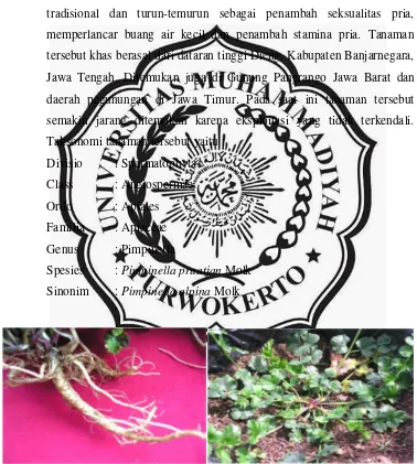 Gambar 1. Akar dan tanaman purwoceng (Darwati dan Roostika, 2006) 