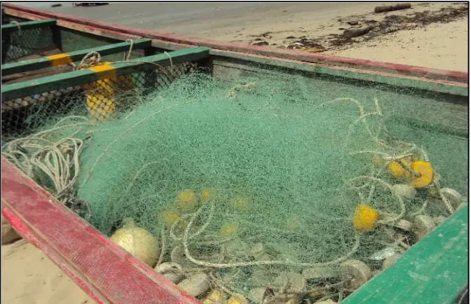 Figure  1.  Bottom gillnets gear in The Gambia and Senegal (Deme, 2011). 