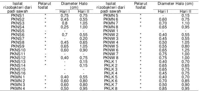 Tabel 1. Kemampuan ber bagai isolat r izobakter i dar i r izosfer  padi sehat untuk melar utkan fosfat Isolat