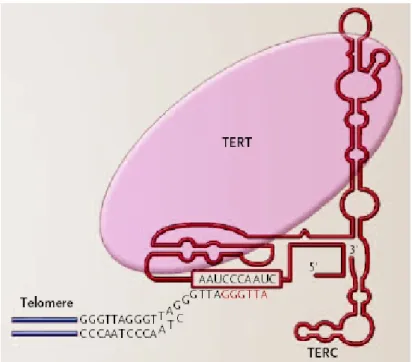 Gambar 2.  Struktur  dan  fungsi  telomer. Telomerase  terdiri  dari  dua  subunit  yaitu, telomerase  reverse  transcriptase (TERT)  dan Telomerase  RNA  Componen (TERC  atau TR)