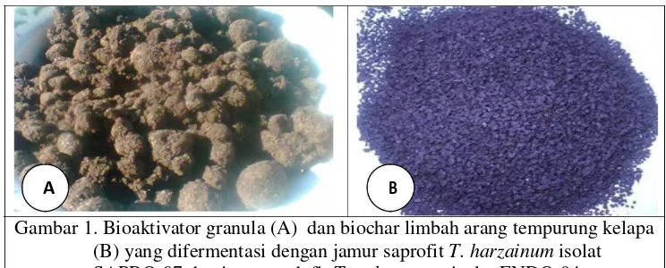 Gambar 1. Bioaktivator granula (A)  dan biochar limbah arang tempurung kelapa 