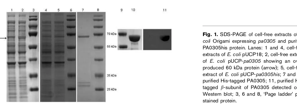Fig. 1. SDS-PAGE of cell-free extracts ofof E.coli Origami expressing pa0305 and purifiedPA0305his protein