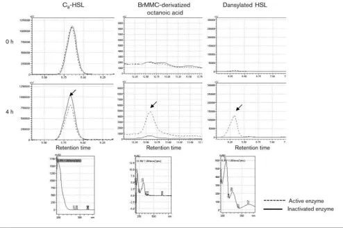 Fig. 3. Identification of the products of the PA0305his-catalysed conversion of Cupon exposure to active PA0305his was corroborated with the occurrence of free octanoic acid and HSL, confirming thatPA0305his is an acylase that cleaves the amide bond linkin