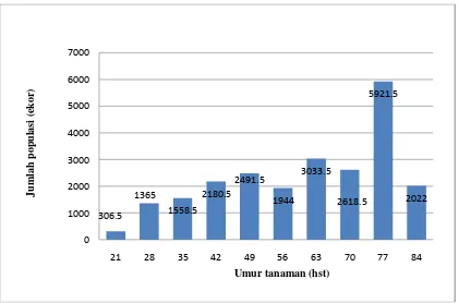 Gambar 4.2.  Rata-rata Populasi Hama Penghisap Daun Pada Pertanaman Kentang di Dataran Tinggi Sembalun Lombok Timur selama Pengamatan